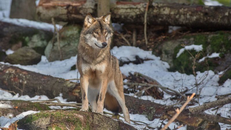 U Horního Dvořiště našli uhynulého vlka